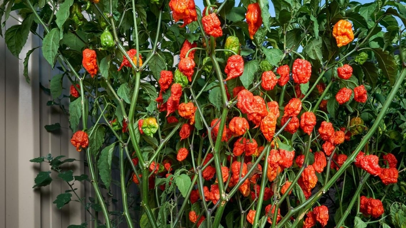 Ớt Carolina nhiều năm liền được ghi nhận là ớt cay nhất thế giới