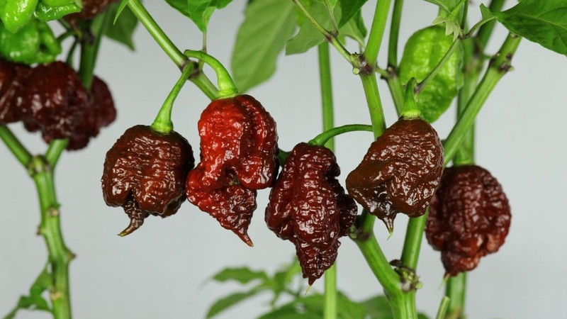 Khi dùng đúng cách, loại ớt này cũng có một số công dụng nhất định