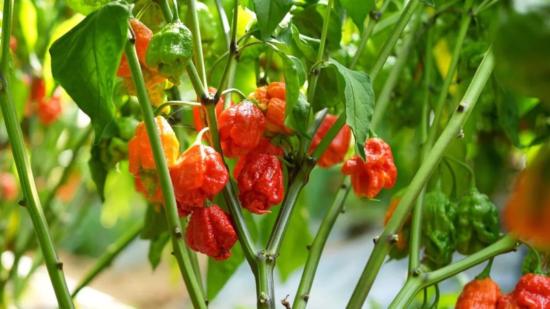 Cần đảm bảo an toàn nếu muốn trải nghiệm loại ớt này