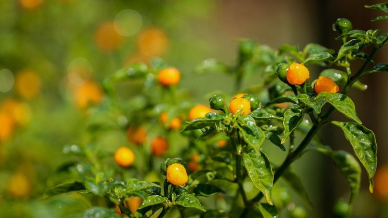 Hiện ớt Charapita chủ yếu được sản xuất tại Peru, với sản lượng hạn chế