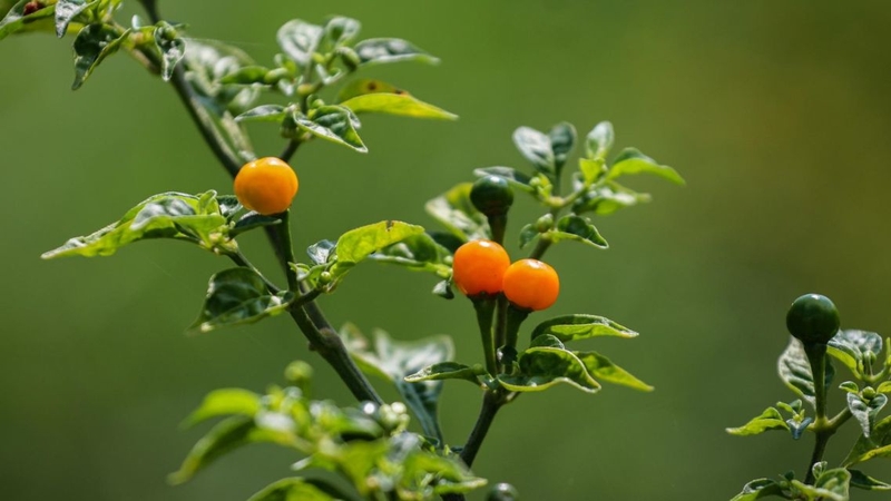 Cần ăn ớt Charapita với lượng nhỏ để tránh kích ứng đường tiêu hóa