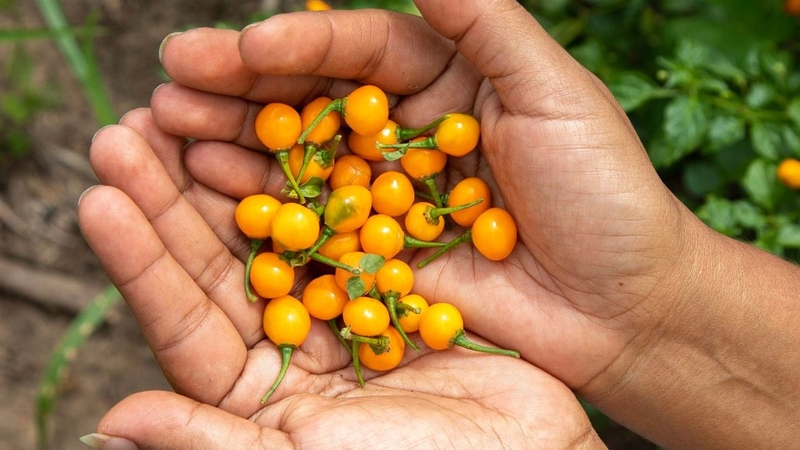 Không chỉ là gia vị cao cấp, ớt Charapita còn có nhiều lợi ích sức khỏe