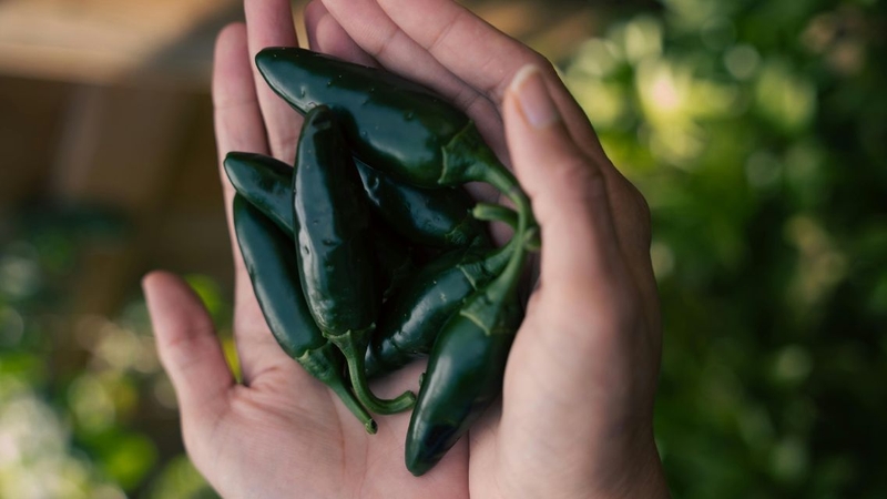 Sử dụng ớt Jalapeno đúng cách để phát huy giá trị dinh dưỡng của loại gia vị này