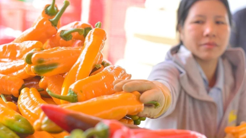 Loại ớt này mang đến nhiều lợi ích cho sức khỏe khi được dùng đúng cách