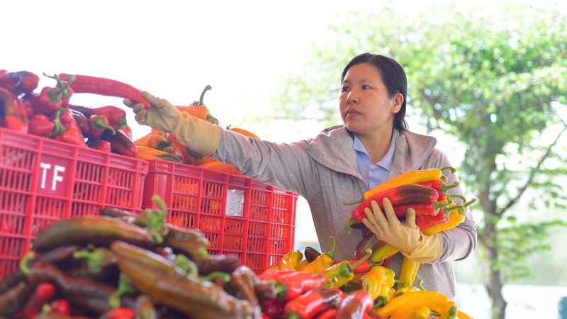 Ớt Palermo có vị ngọt thanh, thơm nhẹ, phù hợp với nhiều đối tượng người dùng