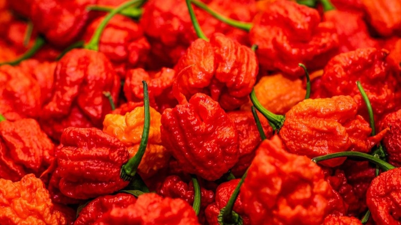 Carolina Reaper