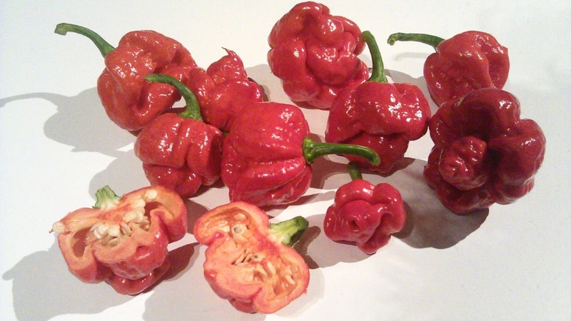 Trinidad Moruga Scorpion