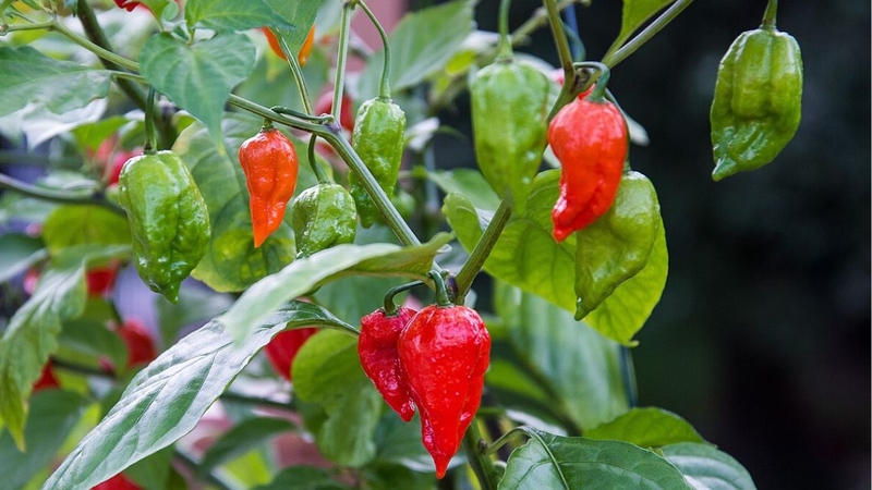 Bhut Jolokia