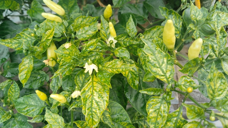 Đặc trưng trái ớt chỉ thiên đó là khi mọc trái hướng lên trời