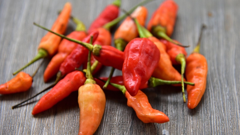 Ớt hiểm tuy nhỏ nhưng lại chứa hàm lượng capsaicin rất cao