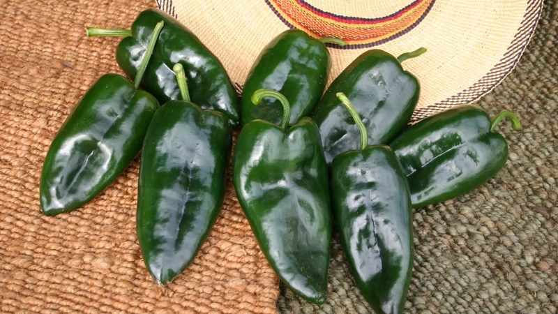 Ớt Poblano: Giá trị dinh dưỡng, lợi ích và cách sử dụng 1