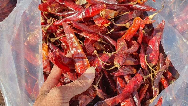 Ớt sừng trâu có thể được phơi khô, sấy khô để dùng dần