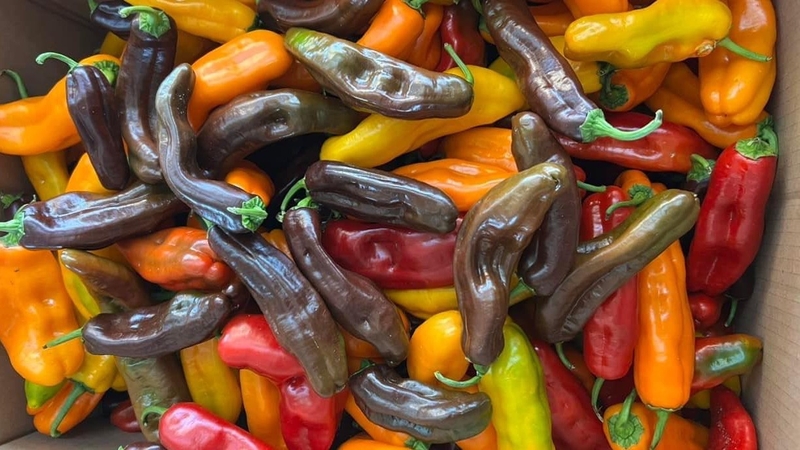 Ớt trái cây có đa dạng dinh dưỡng thiết yếu