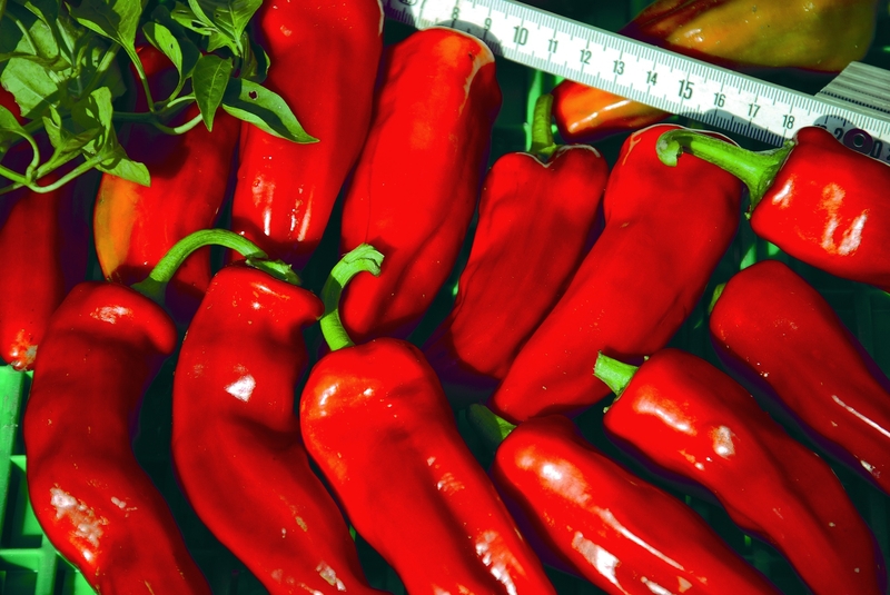 Mỗi cách ăn ớt trái cây đều có ưu, nhược điểm riêng