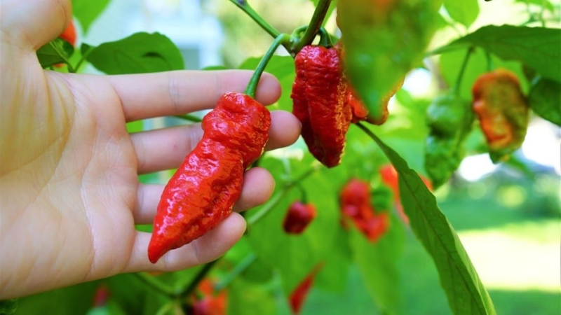 Ớt trung đoàn là một trong những giống ớt có độ cay cao