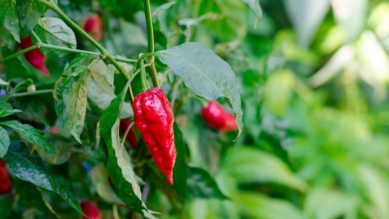 Bạn có thể sẽ bất ngờ khi biết hết những lợi ích sức khỏe của ớt trung đoàn