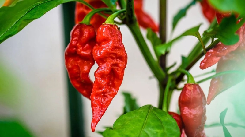 Một số nhóm đối tượng nên hạn chế hoặc tránh dùng ớt trung đoàn