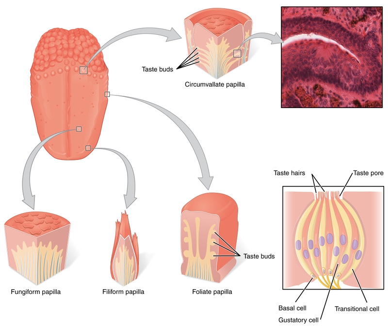 Papillae là gì và chức năng của papillae đối với con người? 2