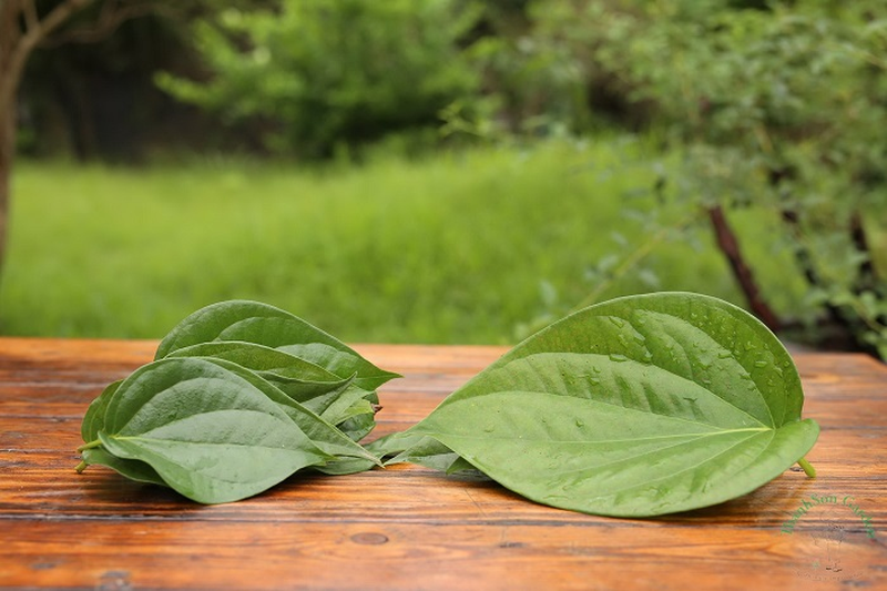 Chữa viêm phụ khoa bằng lá trầu không như thế nào? 1