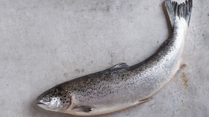 PDRN là gì? PDRN là hợp chất sinh học được chiết xuất từ DNA cá hồi hoặc cá hồi vân