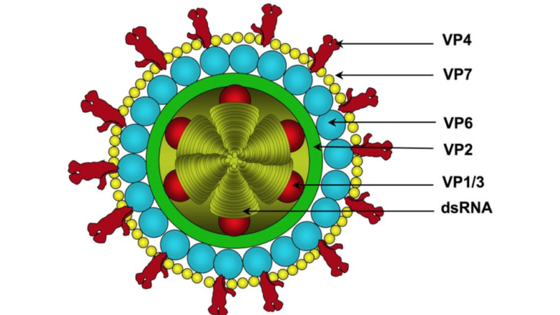 Phác đồ điều trị Rotavirus theo hướng dẫn từ Bộ Y tế 1