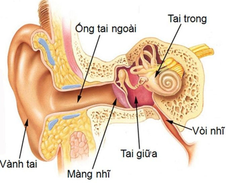 Phân biệt bệnh viêm tai ngoài và viêm tai giữa ở trẻ