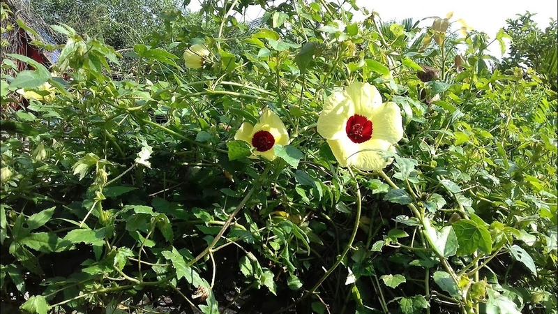 Phân biệt các loại cây vông và những dấu hiệu ngộ độc quả vông 1