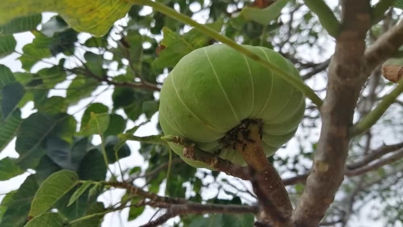 Phân biệt các loại cây vông và những dấu hiệu ngộ độc quả vông 3