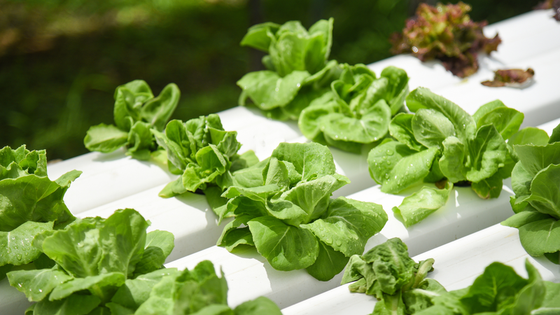 Xà lách mỡ được yêu thích vì vị ngọt nhẹ tự nhiên, dễ ăn