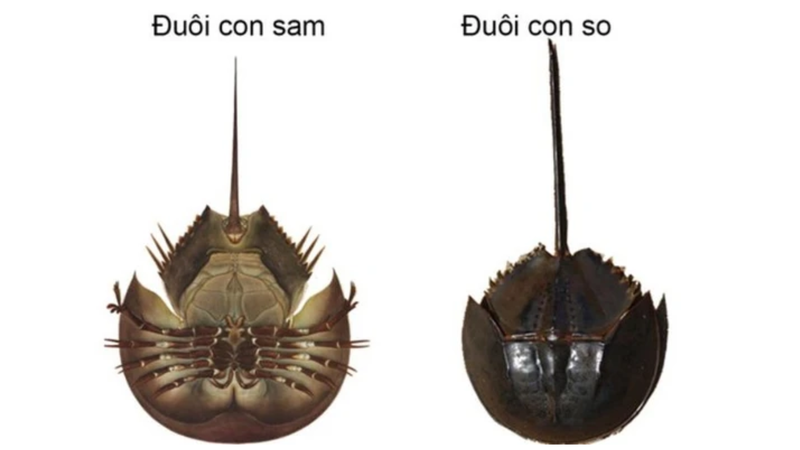 Con sam và con so có hình dáng bên ngoài khá giống nhau