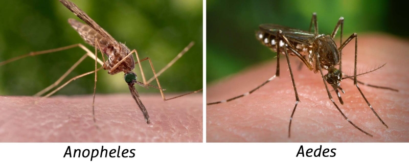 Phân biệt giữa sốt rét và sốt xuất huyết sao cho đúng?3