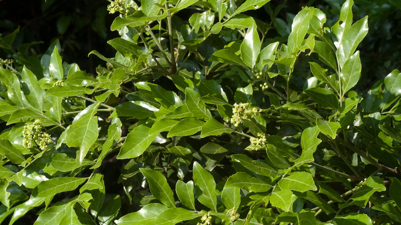 Phân biệt lá cà ri và lá mắc mật như thế nào? 1