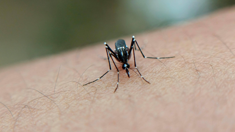 Virus Dengue lây truyền sốt xuất huyết Dengue qua muỗi vằn cái