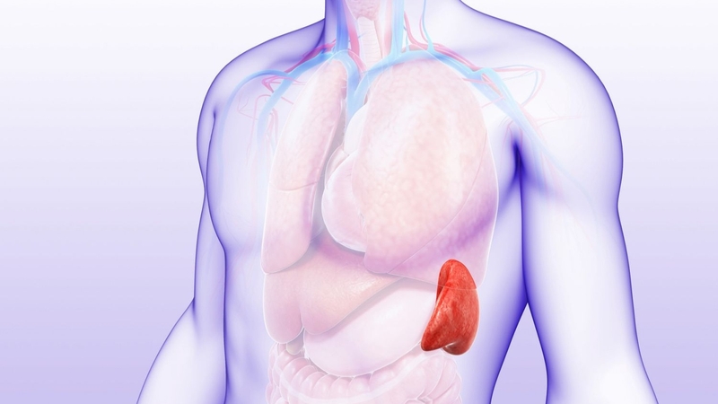 Phân độ lách to và những điều cần biết 5