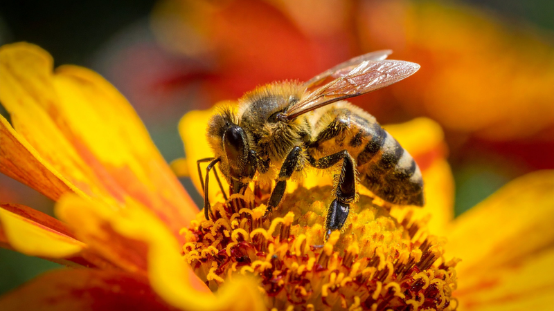 Phấn hoa mật ong là thực phẩm tự nhiên giàu dinh dưỡng, mang lại nhiều lợi ích cho sức khỏe