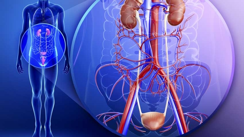 phan-xa-bang-quang-la-gi-benh-ly-bang-quang-than-kinh-la-nhu-the-nao 2