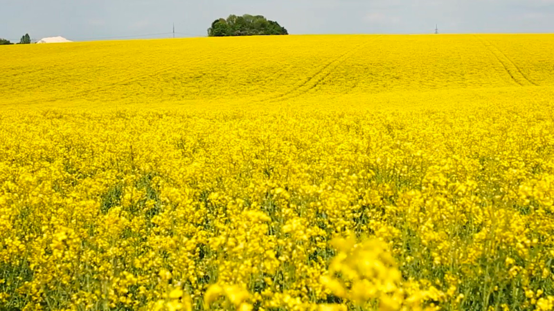Phát ban ở ngực (vú) là gì? Nguyên nhân, chẩn đoán và điều trị phát ban ở ngực 5.png