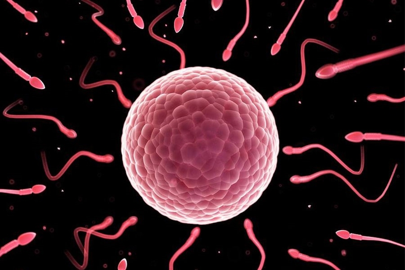 Phát hiện các dấu hiệu thụ thai sau 2 ngày quan hệ  1