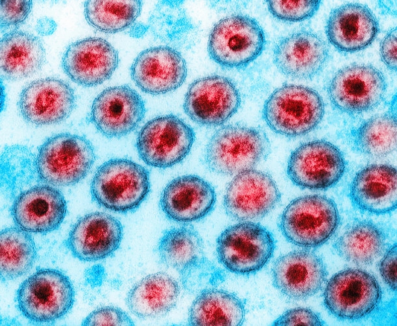 Phát hiện loại virus bí ẩn với bộ gen khủng 2