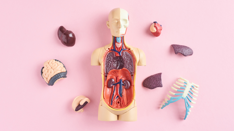 Phát huy hiệu quả vitamin D3 trong cuộc chiến chống mỡ nội tạng 2