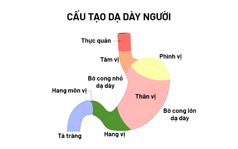 Phình vị dạ dày là gì? Một số bệnh thường gặp ở phình vị dạ dày mà bạn nên biết 1