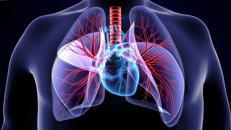 Phổi nằm ở đâu? Nguyên lý hoạt động của phổi? Các bệnh thường gặp về phổi?3