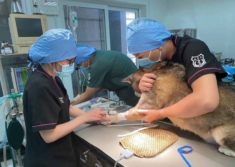 phòng chống bệnh dại 2