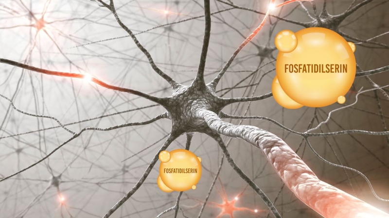 Phosphatidylserine là gì? Công dụng và cách bổ sung 1