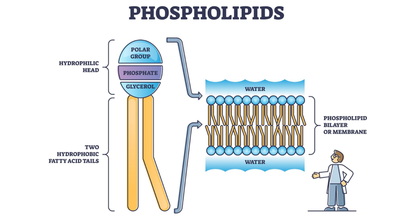 phospholipids (7).png