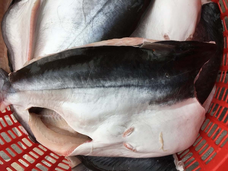 Phụ nữ mang bầu ăn cá dứa được không? Lợi ích và đề xuất một số món ngon từ cá dứa 4