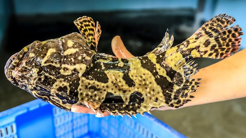 Phụ nữ mang bầu ăn cá mú được không? Tác dụng của việc ăn cá mú trong quá trình thai kỳ 1