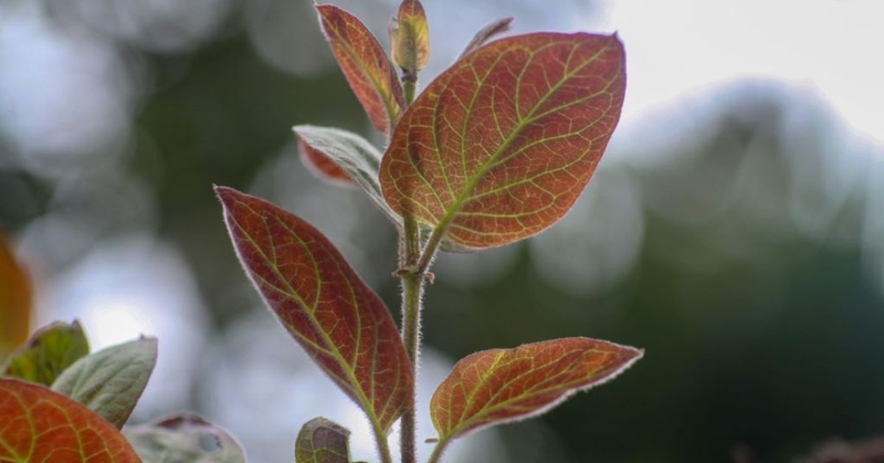 Phụ nữ sau sinh ăn lá mơ được không? Những lưu ý quan trọng cho phụ nữ sau sinh khi ăn lá mơ 1