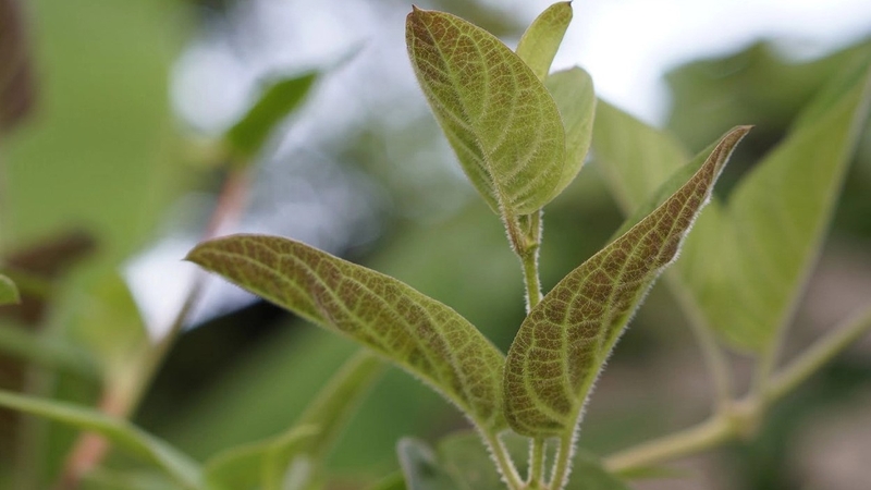 Phụ nữ sau sinh ăn lá mơ được không? Những lưu ý quan trọng cho phụ nữ sau sinh khi ăn lá mơ 3