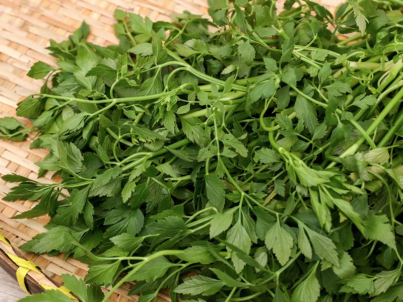 Phụ nữ sau sinh ăn rau cần được không? Rau cần nước và rau cần tây loại nào tốt cho phụ nữ đang cho con bú?